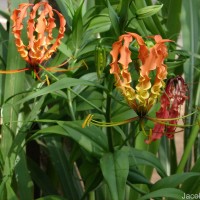 Gloriosa superba L.